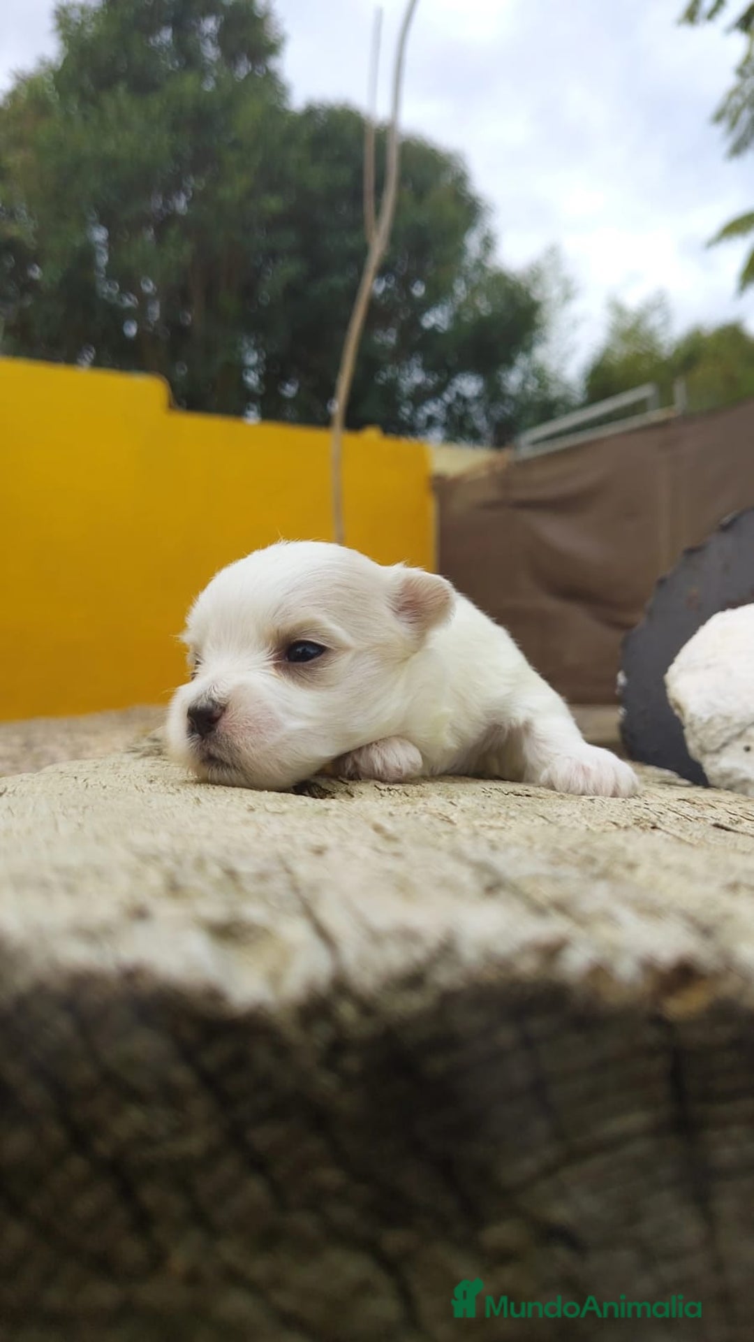 Bichón Maltés perros en venta: PRECIOSOS CACHORROS - Anuncio 4