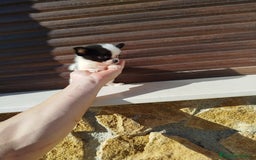 Chihuahua perros en venta: Chihuahua  - Imagen 7