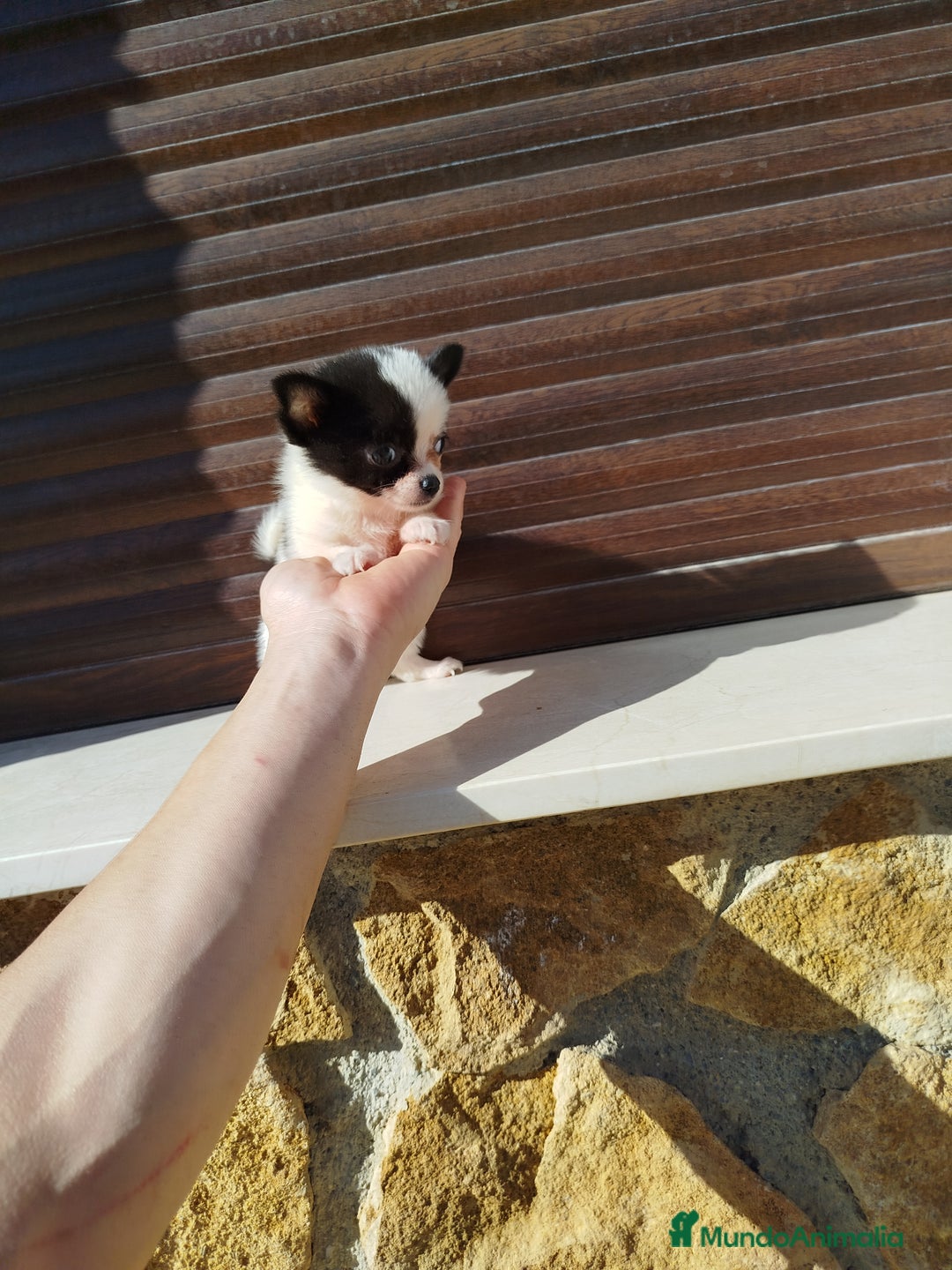 Chihuahua perros en venta: Chihuahua  - Imagen 7