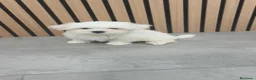 Bichón Maltés perros en venta: Bichón Maltes macho disponible  - Anuncio 8