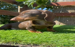 Teckel perros en venta: TECKEL MINIATURA HEMBRA - Imagen 17