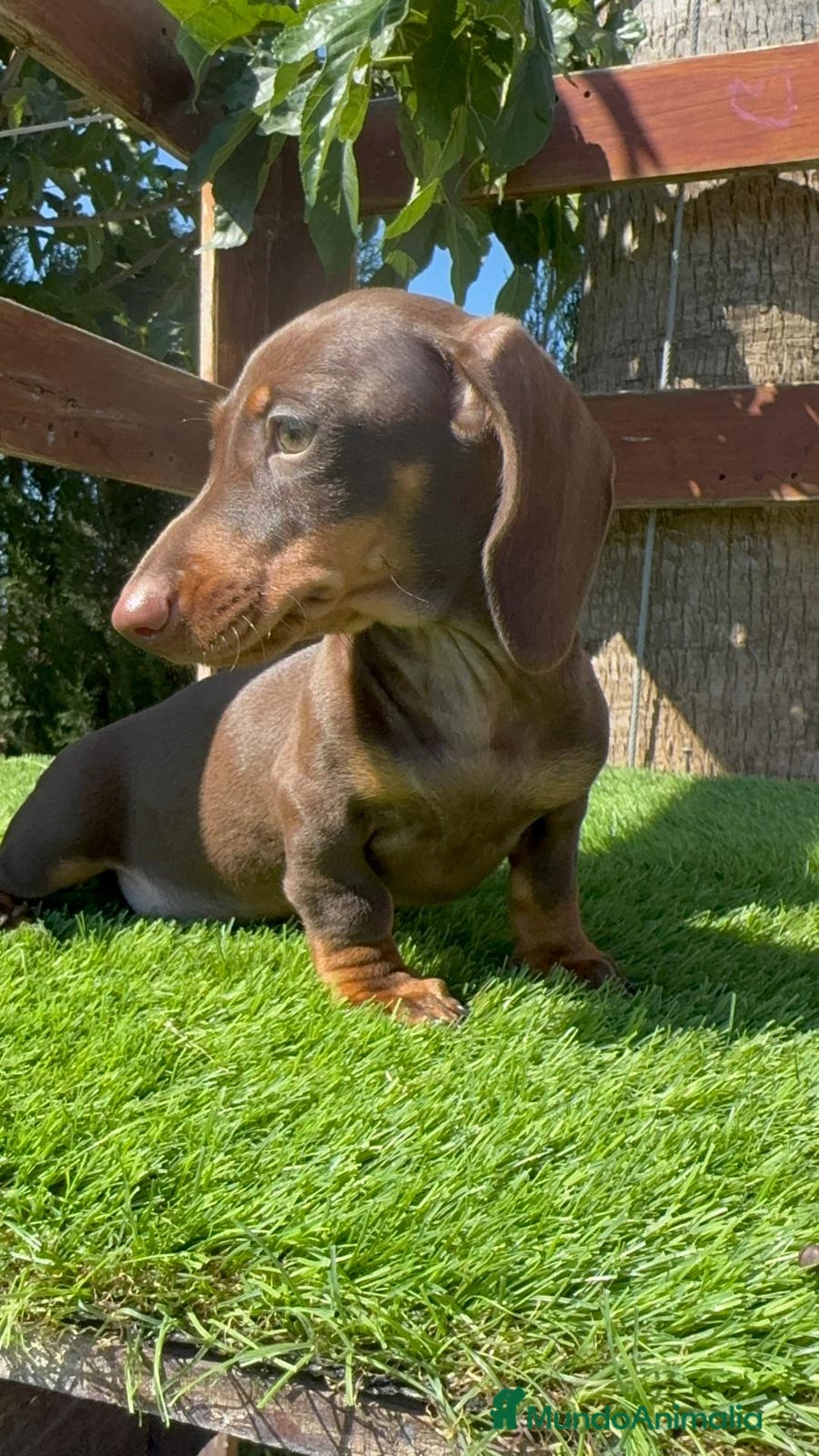 Teckel perros en venta: TECKEL MINIATURA HEMBRA - Imagen 17
