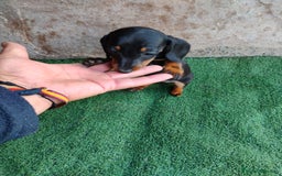 Teckel perros en venta: Hembra teckel miniatura  - Imagen 2