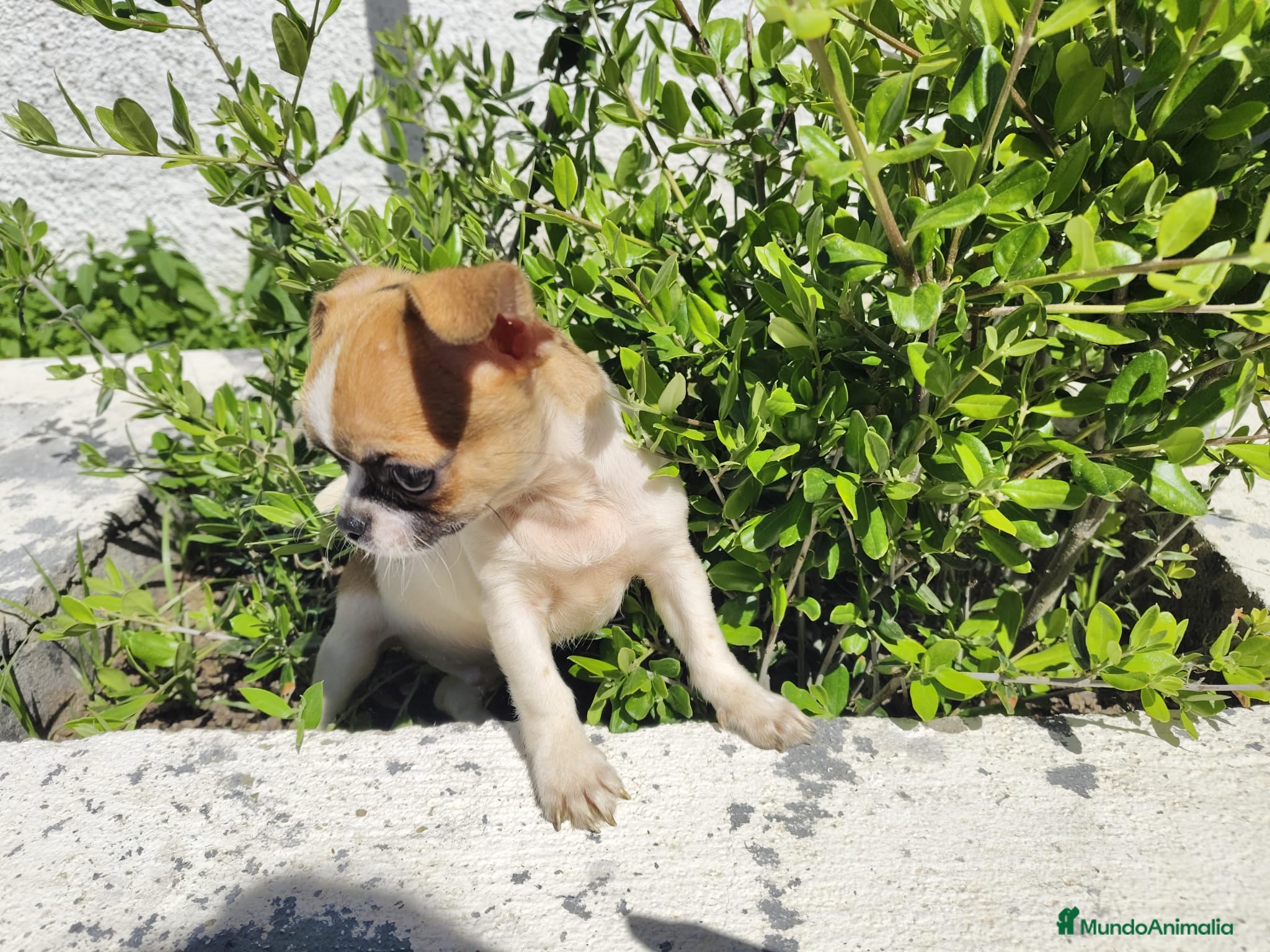 Chihuahua perros Chihuahua machos  - Anuncio 4