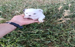 Chihuahua perros en venta: 🐶✨ Cachorros Chihuahua de Línea Exclusiva ✨🐶 - Imagen 25
