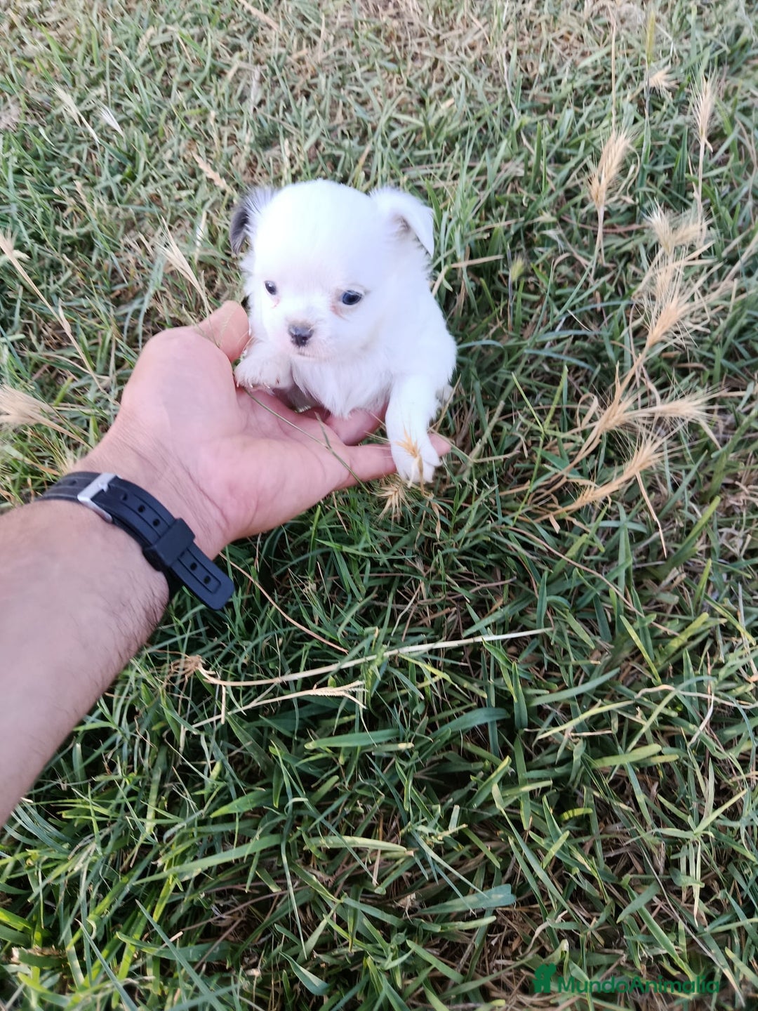 Chihuahua perros en venta: 🐶✨ Cachorros Chihuahua de Línea Exclusiva ✨🐶 - Imagen 25