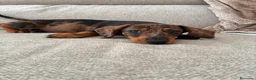 Teckel perros en venta: Teckle arlequín - Anuncio 2