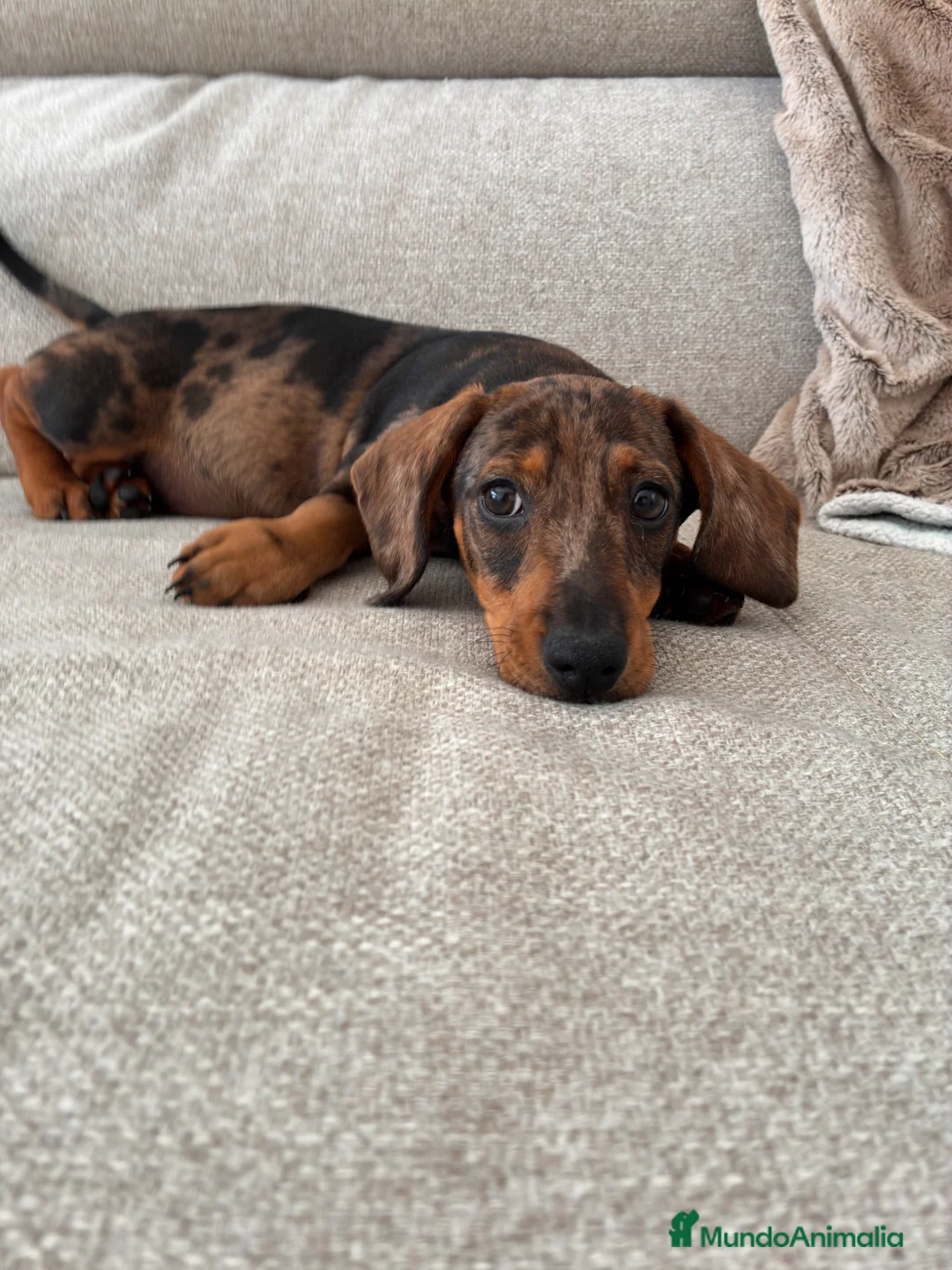 Teckel perros en venta: Teckle arlequín - Anuncio 2