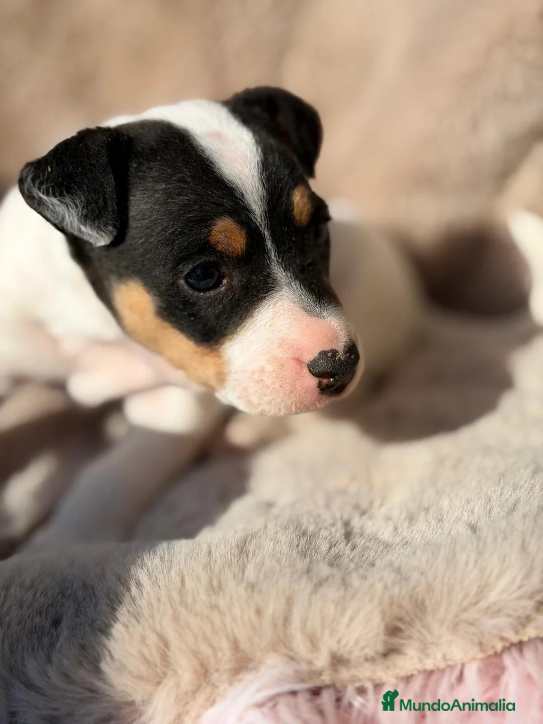 Ratonero Bodeguero Andaluz perros en venta: BODEGUERO ANDALUZ MACHO - Anuncio 2