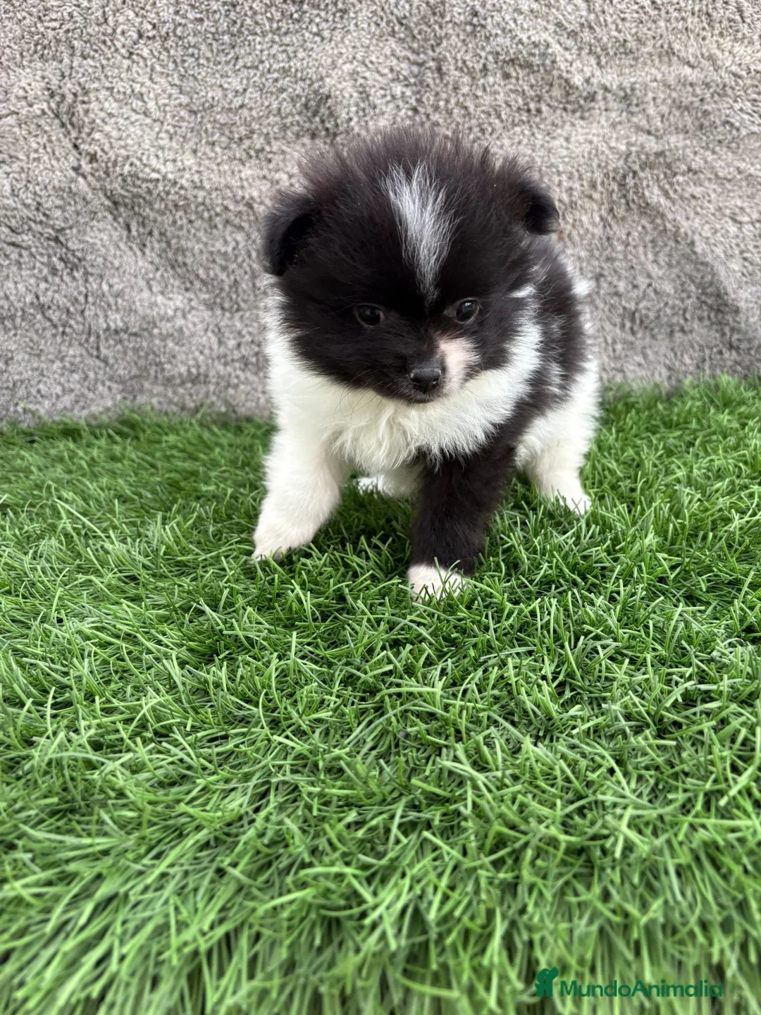 Pomerania perros en venta: Cachorro macho de lulu de Pomerania toy - Anuncio 11