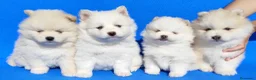 Pomsky perros en venta: Pomsky  - Anuncio 1