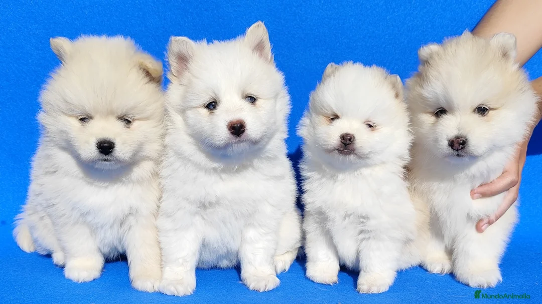 Pomsky perros en venta: Pomsky  - Anuncio 1