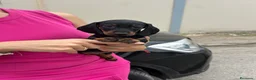 Teckel Miniatura perros en venta: teckel kaninchen  - Anuncio 2