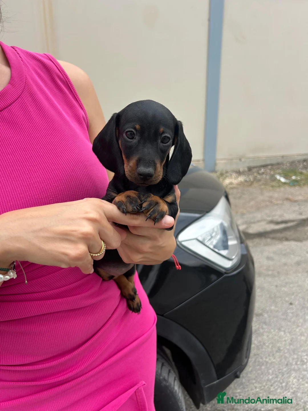 Teckel Miniatura perros en venta: teckel kaninchen  - Anuncio 2