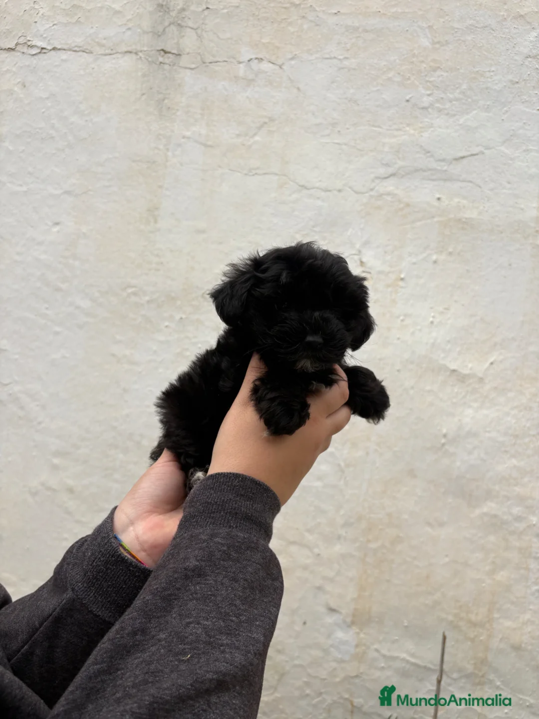 Maltipoo perros en venta: Maltipoo Toys  - Anuncio 2