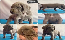 Dogo Alemán perros en venta: Dogo Alemán Azul – Hembras - Anuncio 2