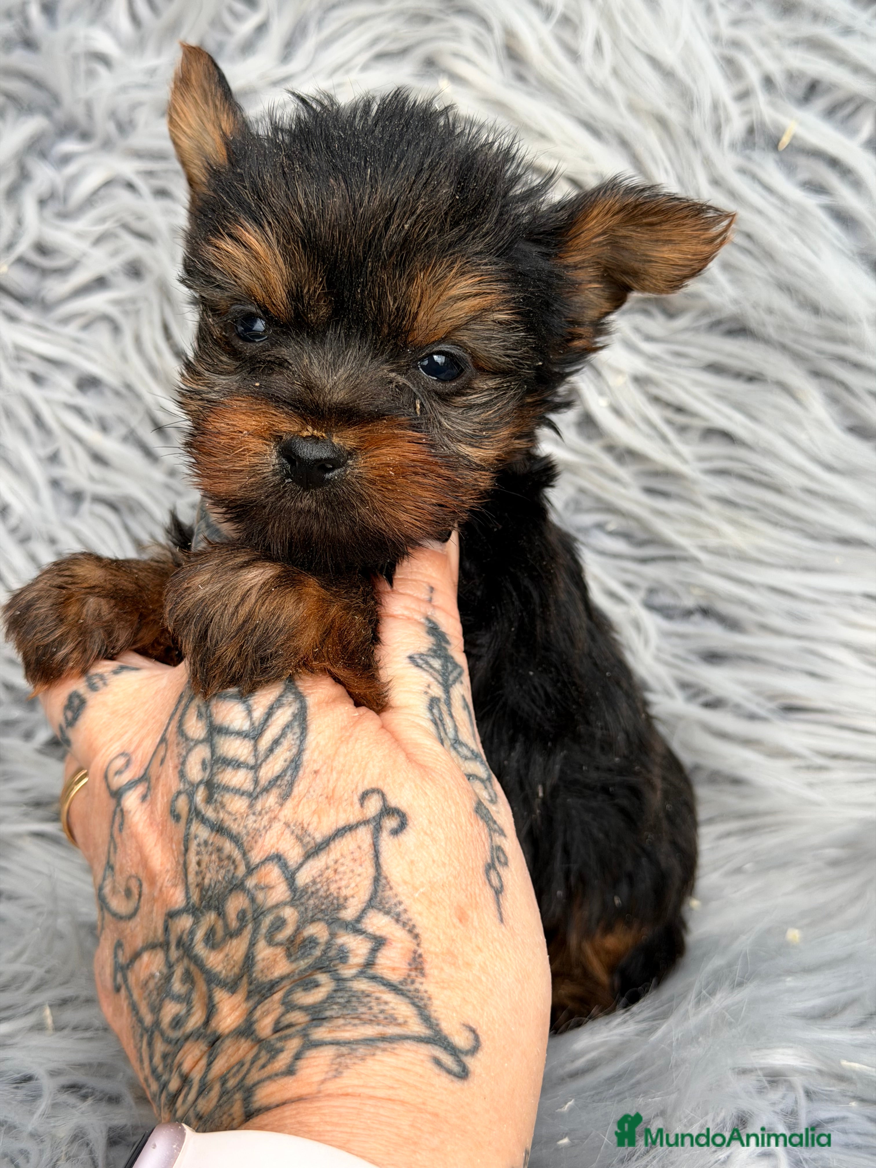 Yorkshire Terrier perros Yorkshire Minitoy  - Anuncio 2