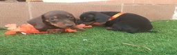 Teckel Miniatura perros en venta: Magníficos TECKEL MINIATURAS  en Cáceres - Anuncio 3