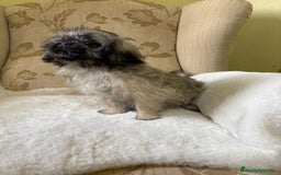 Pekinés perros en venta: Cachorros de Pekines Imperial hembras  - Imagen 13