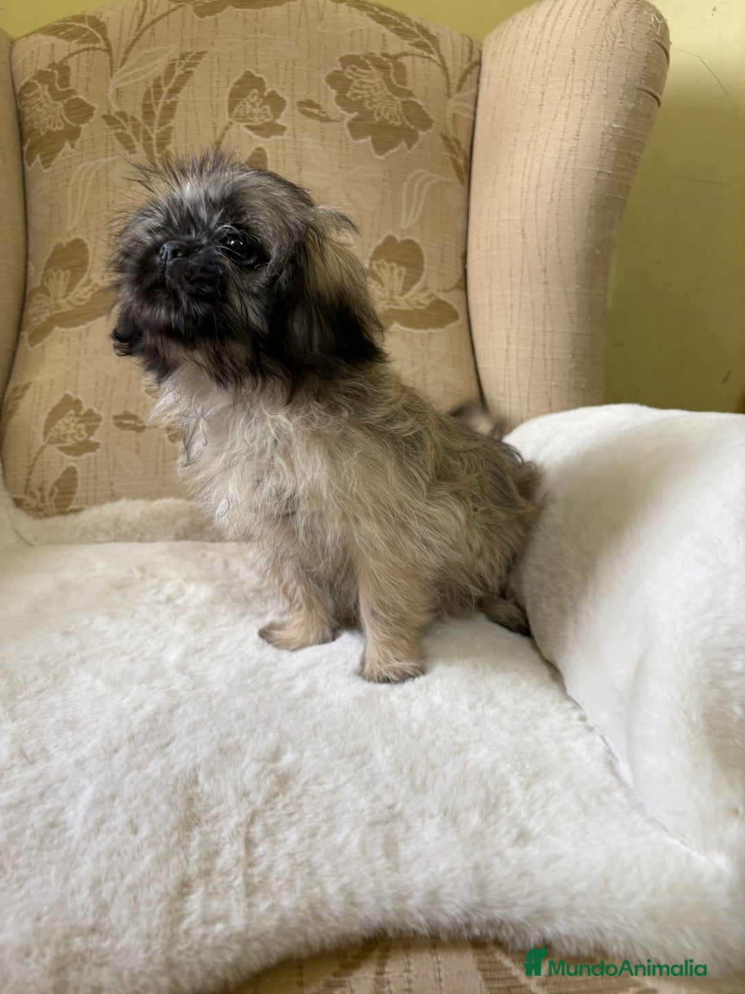 Pekinés perros en venta: Cachorros de Pekines Imperial hembras  - Imagen 13