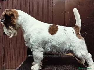 Jack Russell Terrier perros Camada de Jack Russell terrier - Anuncio 8