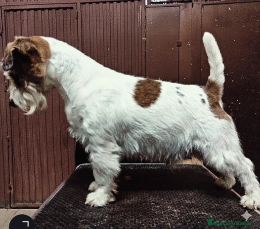 Jack Russell Terrier perros Camada de Jack Russell terrier - Anuncio 9