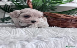 Maltipoo perros en venta: MALTIPOO MACHO - Anuncio 13