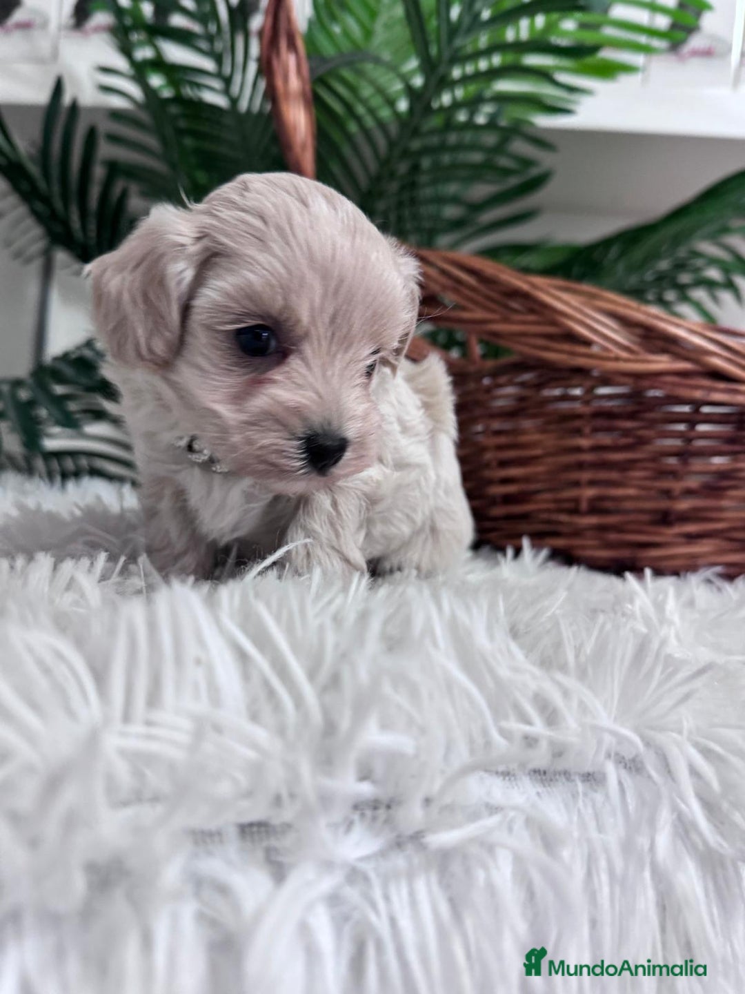 Maltipoo perros en venta: MALTIPOO MACHO - Anuncio 13