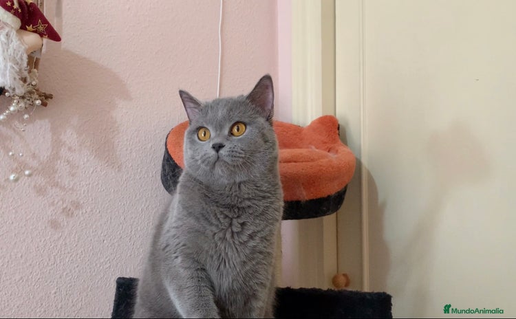 Británico de Pelo Corto gatos en 马拉加 - Propaganda 1