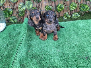 Teckel Miniatura perros - Anuncio 27