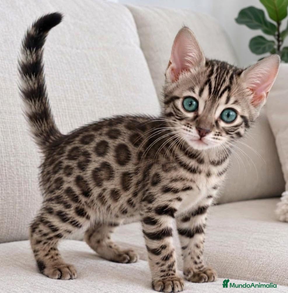 Bengalí gatos BENGALÍ  - Anuncio 1