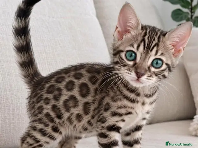 Bengalí gatos BENGALÍ - Anuncio 1