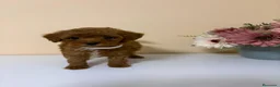 Caniche Toy perros en venta: Caniche toy precio real en Barcelona - Anuncio 6