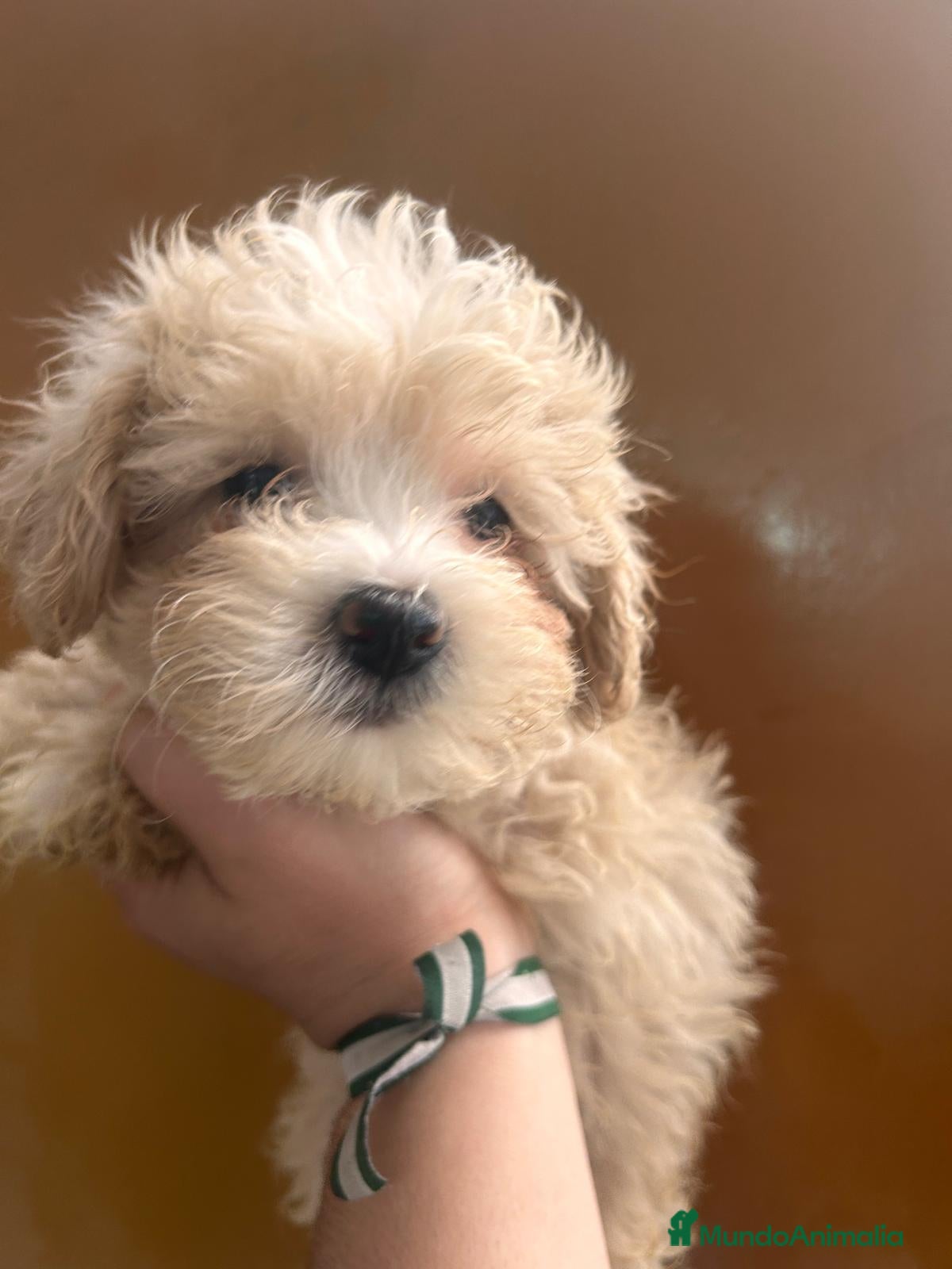 Maltipoo perros Maltipoo 628789235 - Anuncio 3