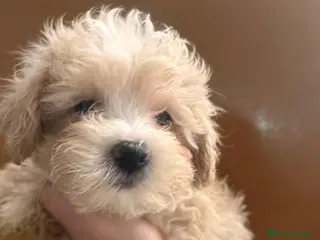 Maltipoo perros Maltipoo 628789235 - Anuncio 3