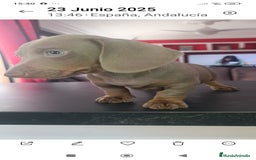 Teckel Miniatura perros en venta: Kaninchen teckel super chicos  - Imagen 1