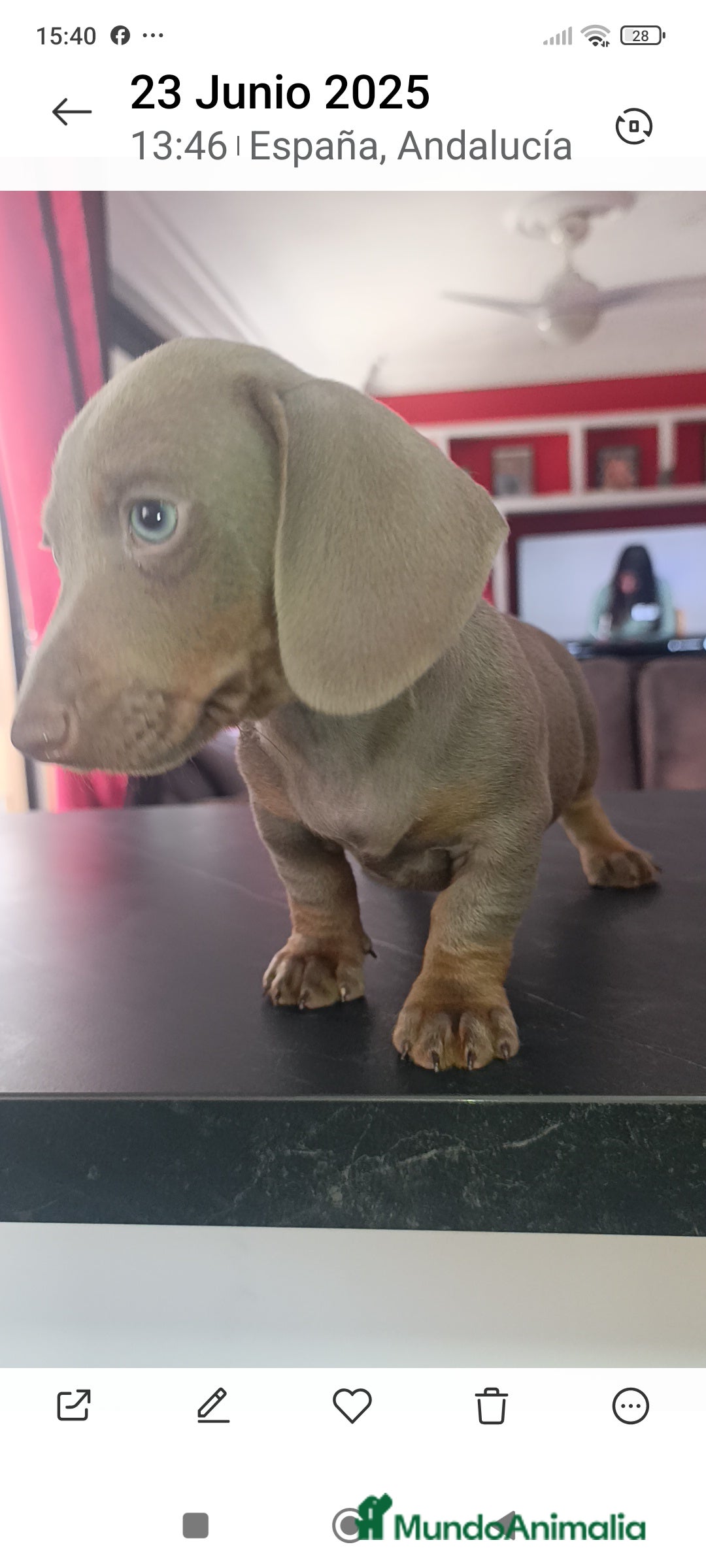 Teckel Miniatura perros en venta: Kaninchen teckel super chicos  - Imagen 1