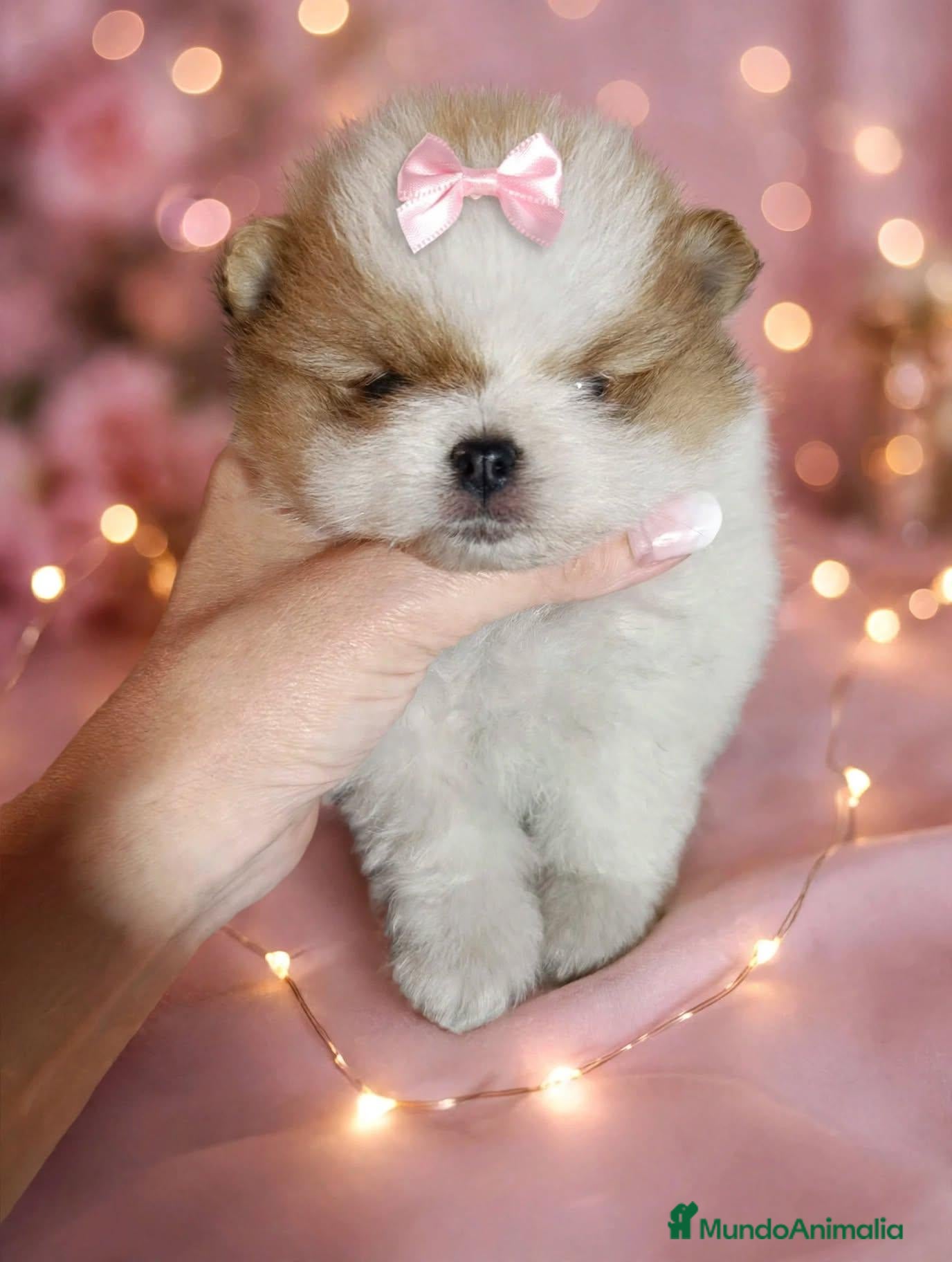 Pomerania perros en venta: Pomerania ositas hembras toy 💎🩷 - Anuncio 1