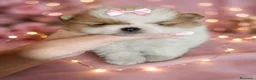 Pomerania perros en venta: Pomerania ositas hembras toy 💎🩷 - Anuncio 1