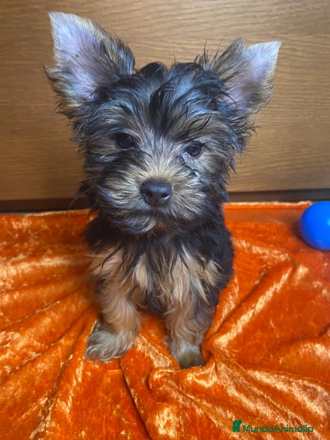 Yorkshire Terrier perros en venta: 🐾 Machito de Yorkshire Terrier 🐾 - Anuncio 2