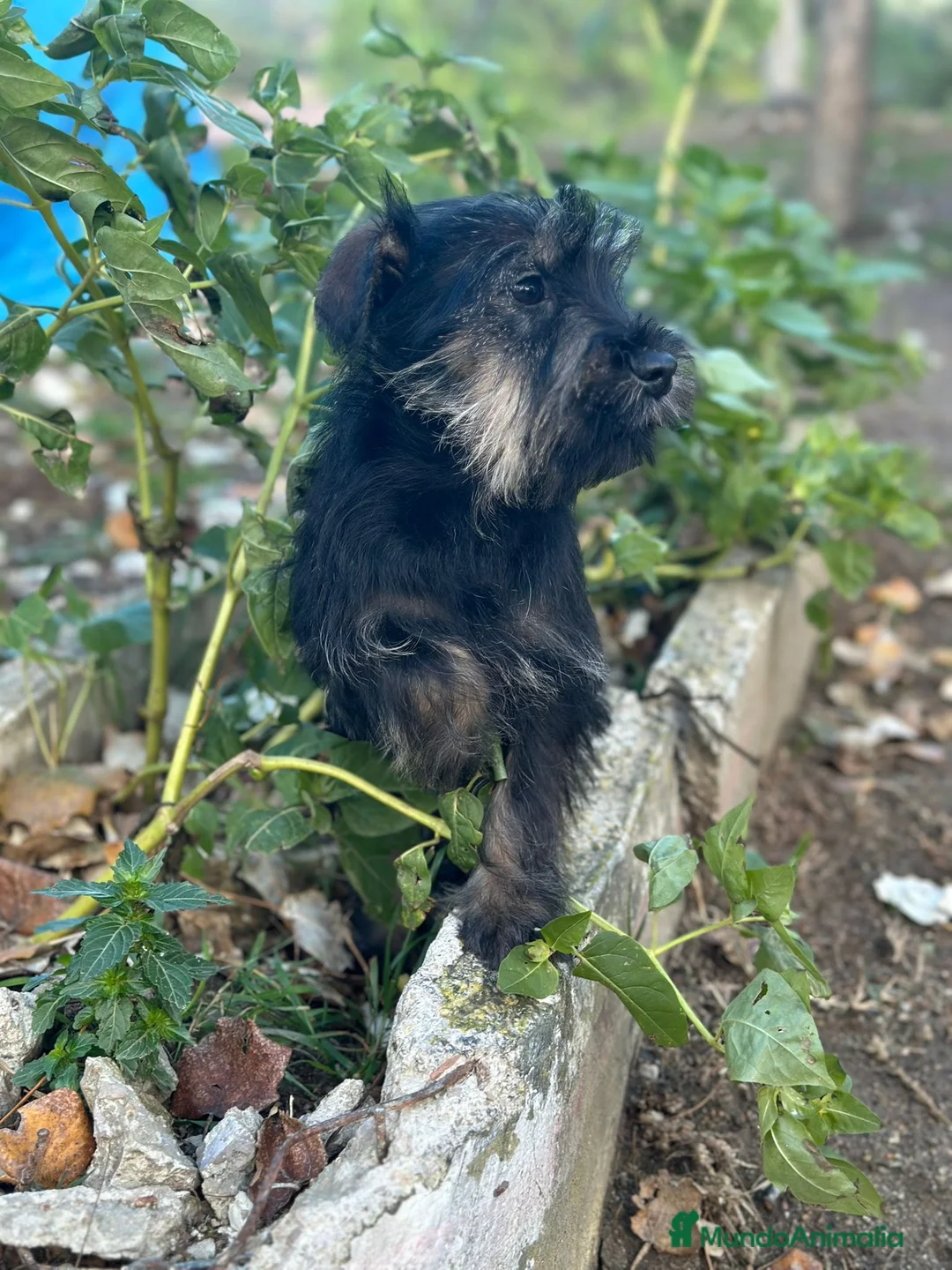 Schnauzer Miniatura perros en venta: Schnauzer Miniatura  - Anuncio 4
