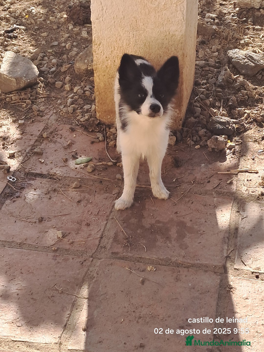 Pomerania perros en venta: Pomeranian  - Imagen 3
