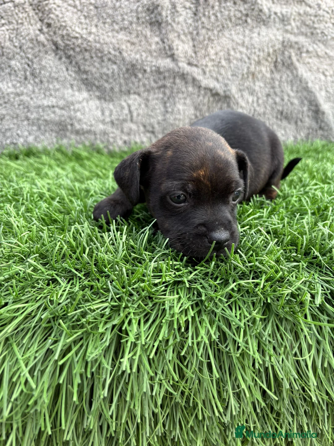Staffordshire Bull Terrier perros en venta: Cachorro macho de Staffordsshire Bull Terrier  - Anuncio 19