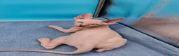 Sphynx gatos en venta: Preciosos machitos ojos azules  - Anuncio 5