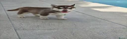 Husky Siberiano perros en venta: Husky SIBERIANO disponibles  - Anuncio 4