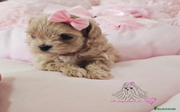 Maltipoo perros en venta: MALTIPOO ASIÁTICO MINIATURA  - Imagen 1