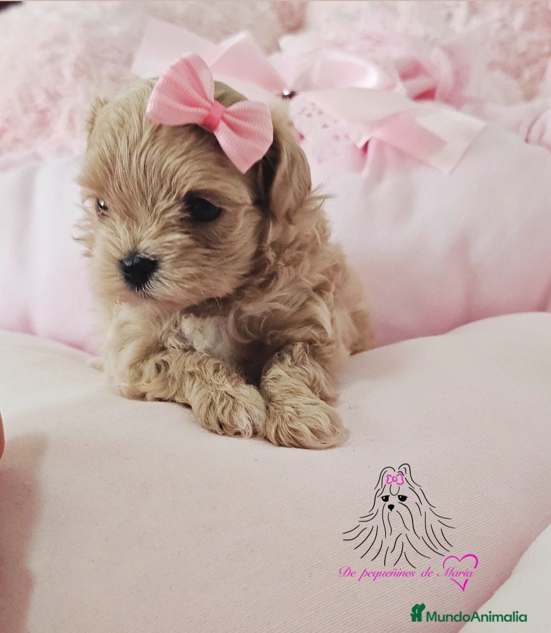 Maltipoo perros en venta: MALTIPOO ASIÁTICO MINIATURA  - Imagen 1