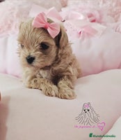 Maltipoo perros MALTIPOO ASIÁTICO MINIATURA - Anuncio 6