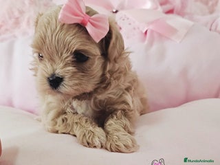 Maltipoo perros - Anuncio 4