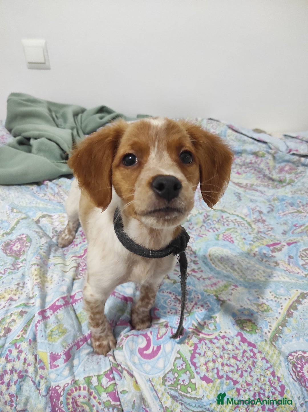 Épagneul Breton perros en venta: Cachorro Breton - Anuncio 9